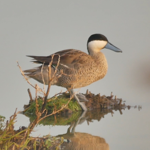 Punataling in de Oostvaardersplassen