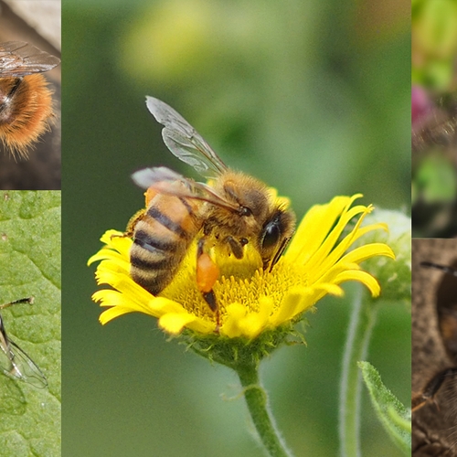 Meer dan 135.000 bijen geteld, aandacht lijkt te helpen!