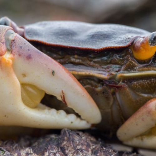 Exotische krabbensoorten zijn dol op Nederland