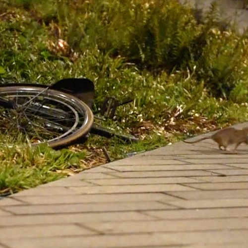 Bruine ratten scharrelen door Arnhem