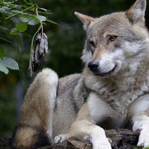 Strenger toezicht op toeristen om wolf
