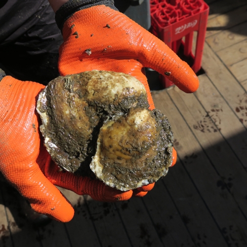Primeur: baby-oesters in de Noordzee
