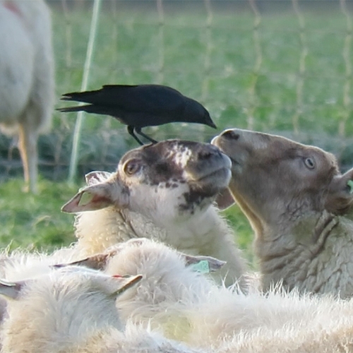 Kauw eet snot uit een schapenneus | Zelf Geschoten