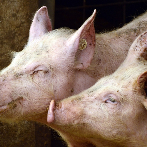 Schaalvergroting varkensboeren zet door