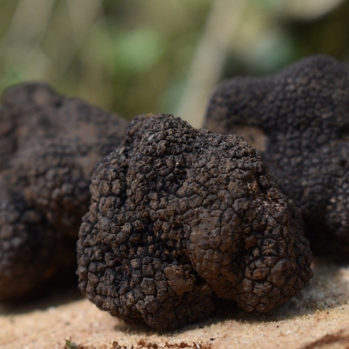 Voor het eerst wilde truffels gevonden in Nederland
