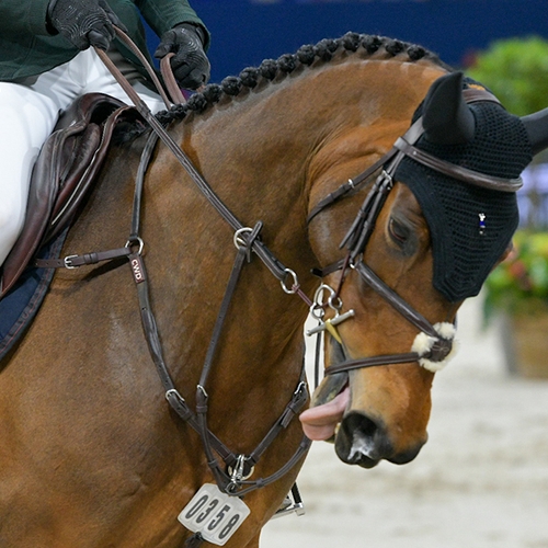 Dier&Recht pleit voor verbod op pijnlijke bitten in paardensport