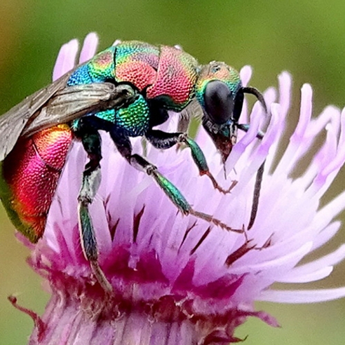 Goudwesp: schitterend insect met een sluw kantje
