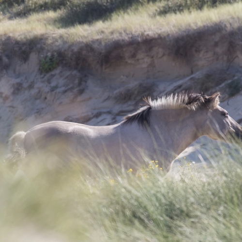 Konikpaarden op Texel gered van slachthuis