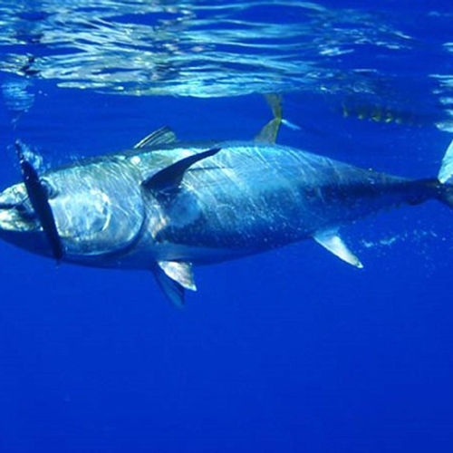 Oorlog om de tonijn