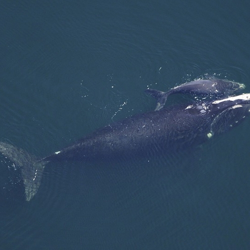 Waarom zijn baleinwalvissen zo gigantisch groot?