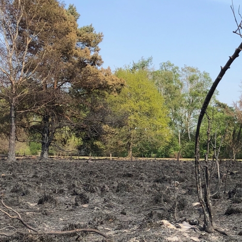 Extreme droogte leidt tot extreme bosbranden