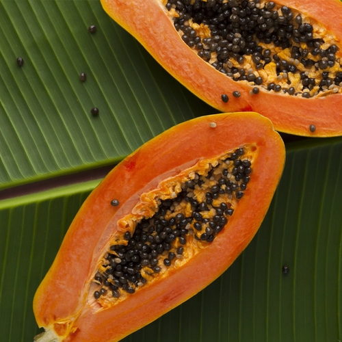 Delftse onderzoekers maken zonnecellen met papaya-enzymen