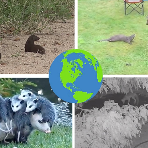 Natuurfilmpjes: van nieuwsgierige otter tot spelende mangoesten