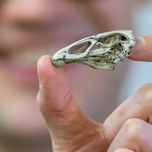 Oudste fossiel van moderne vogel komt uit Sint-Pietersberg