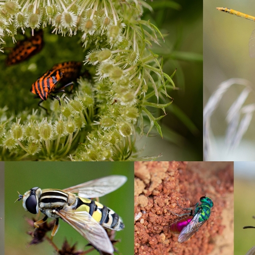 Internationale wetenschappers presenteren samen masterplan voor insectenherstel