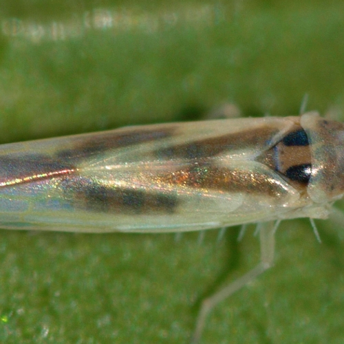 Een nieuwe mini-cicade voor Nederland