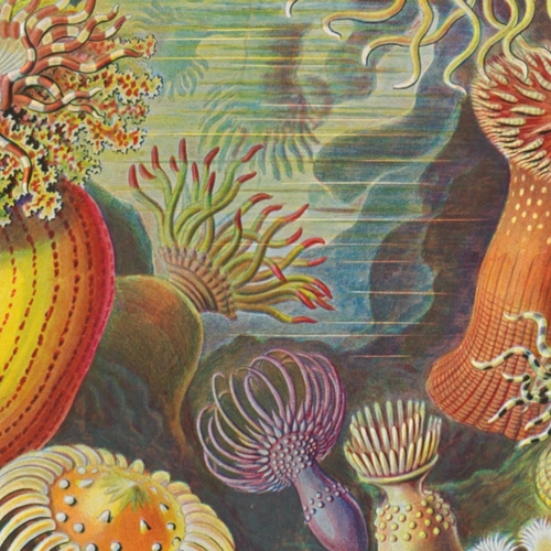 Afbeelding van De wonderlijke wereld van Ernst Haeckel