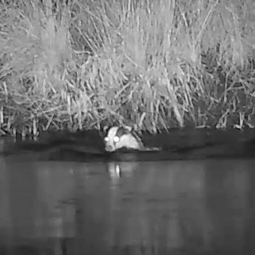 Zwemmmende dassen op de wildcam