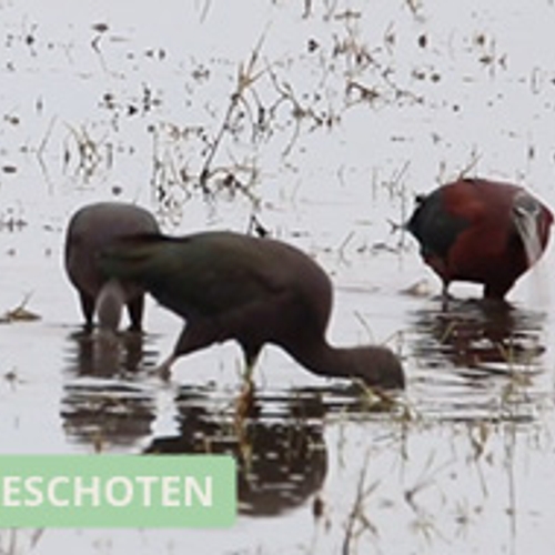 Zwarte ibissen op zoek naar eten