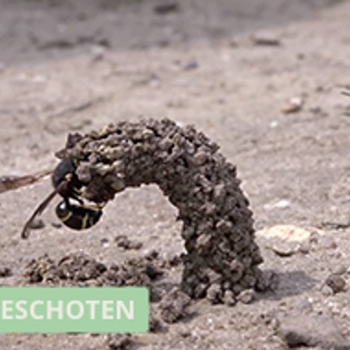 Winnaar Zelf Geschoten: Schoorsteenwesp bouwt nest