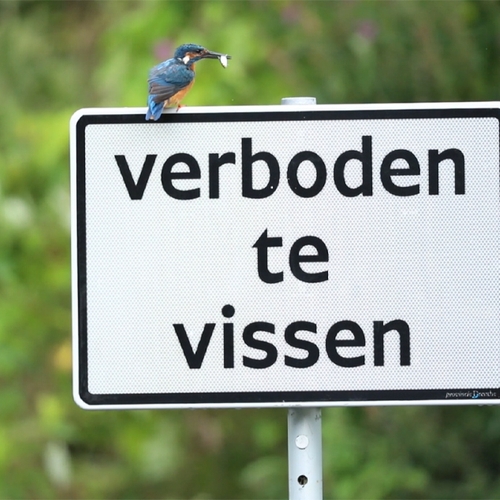 Illegale visvangst door ijsvogel | Zelf Geschoten