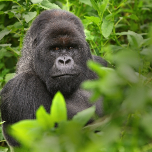Aantal bedreigde berggorilla’s gestegen in Centraal-Afrika