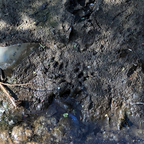 Ottersporen gevonden in Limburg