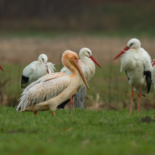 Pelikanen komen ook in Nederland voor