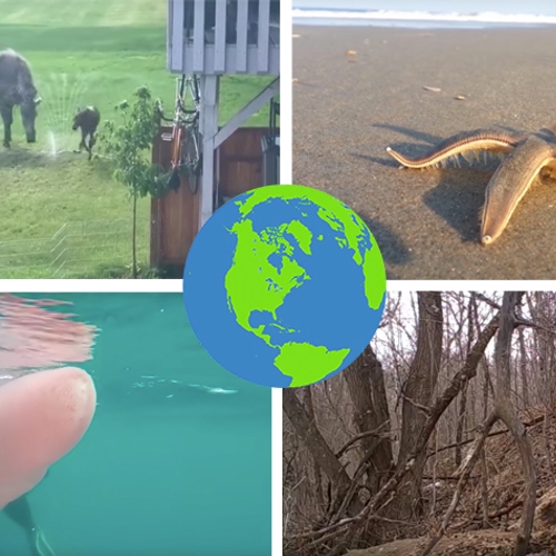 Natuurfilmpjes: van gigantische zeeworm tot voetballend hert