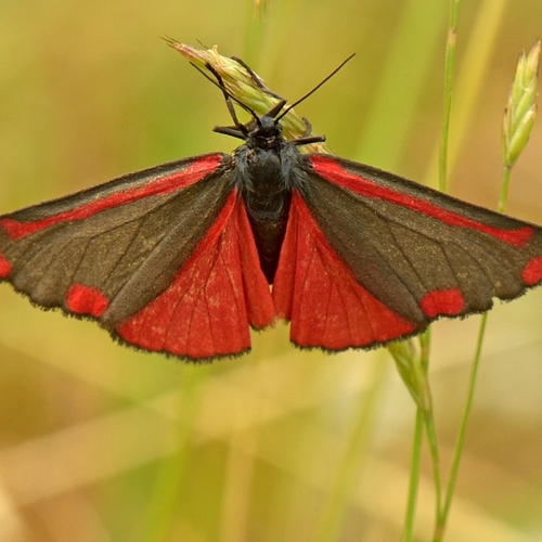 Vlindertuintelling: vlinders herkennen en melden