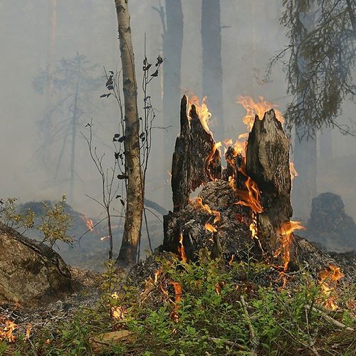 Afbeelding van Peelbrand grootste natuurbrand ooit in Nederland