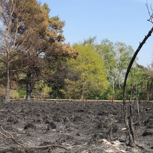 Afbeelding van Extreme droogte leidt tot extreme bosbranden